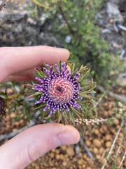 Isopogon dubius