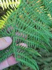 Athyrium filix-femina