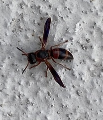 Pachodynerus erynnis