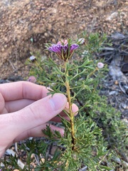 Isopogon dubius