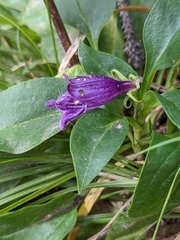Penstemon whippleanus