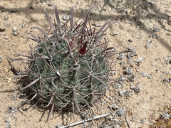 Ferocactus