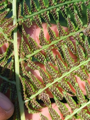 Athyrium filix-femina