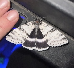 Catocala relicta