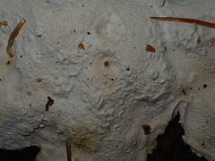 Fuscopostia fragilis