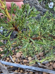 Isopogon dubius