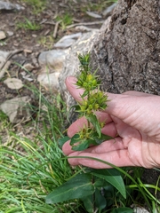 Penstemon whippleanus