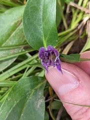 Penstemon whippleanus