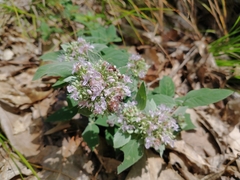 Pycnanthemum incanum