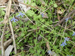 Lobelia quadrangularis