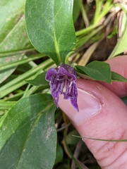 Penstemon whippleanus