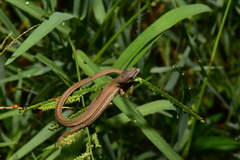 Takydromus luyeanus