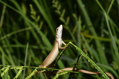 Takydromus luyeanus