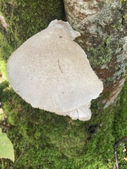 Pleurotus dryinus