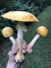 Amanita chrysoblema