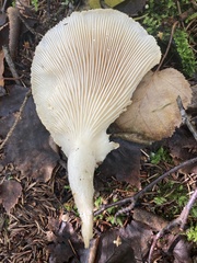 Pleurotus dryinus