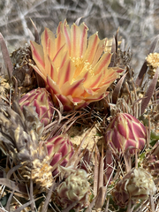 Ferocactus