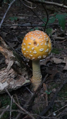Amanita chrysoblema