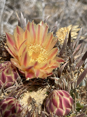 Ferocactus