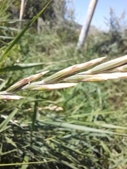 Elymus repens