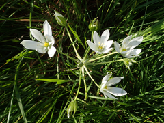 Ornithogalum umbellatum