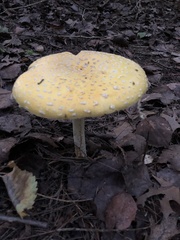 Amanita chrysoblema