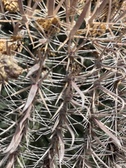 Ferocactus