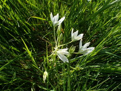 Ornithogalum umbellatum