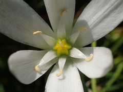 Ornithogalum umbellatum