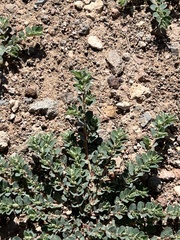 Euphorbia stictospora