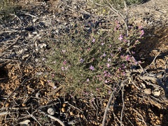 Boronia capitata