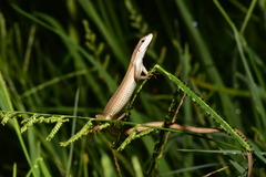 Takydromus luyeanus