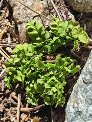 Sceptridium multifidum