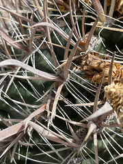 Ferocactus