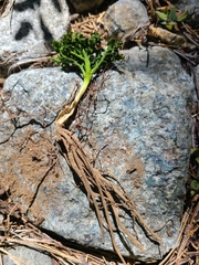 Sceptridium multifidum