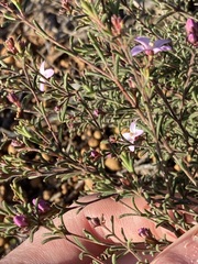 Boronia capitata