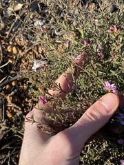 Boronia capitata