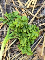 Sceptridium multifidum