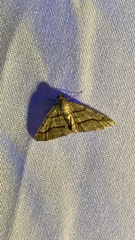 Digrammia continuata