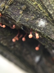 Murinectria polythalama