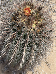 Ferocactus santa-maria