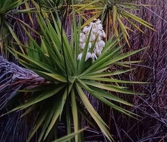 Yucca gloriosa