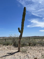 Pachycereus pringlei