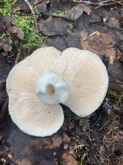 Russula brevipes