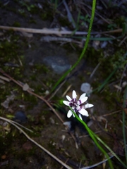 Wurmbea dioica