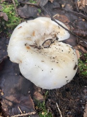 Russula brevipes