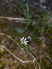 Wurmbea dioica