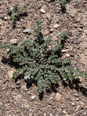 Euphorbia stictospora