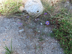 Dieteria canescens