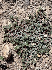 Euphorbia serrula